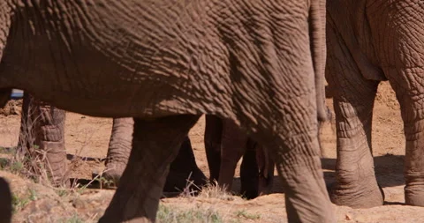 A herd of African Bush Elephant drinking from a waterhole Video stock 310979175