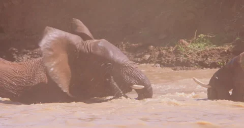 A herd of African Bush Elephants bathing in a waterhole Stock Footage 310973253