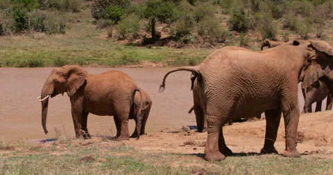 A herd of African Bush Elephants drinking in a waterhole Stock-Footage 310969882