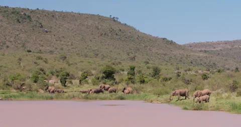 A herd of African Bush Elephants drinking at a waterhole Video stock 310977304