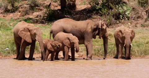 A herd of African Bush Elephants drinking in savannah Video stock 310979797