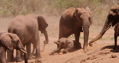 A herd of African Bush Elephants dusting itself in savannah Video stock 310980830