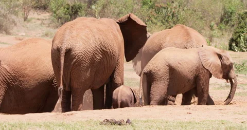 A herd of African Bush Elephants dusting in savannah Stock Footage 310981556
