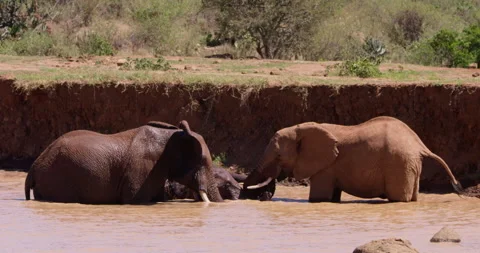 A herd of African Bush Elephants locking tusks in waterhole Stock Footage 310978900