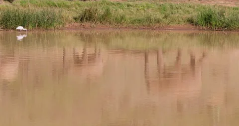 A herd of African Bush Elephants walking in savannah Stock Footage 310969366