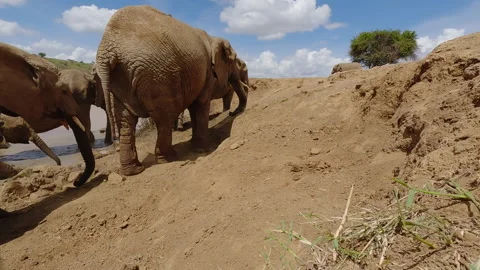 Herd of African elephant dusting self in sunny day Video stock 310968125