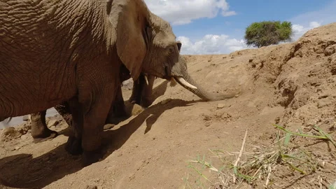 Herd of African elephant dusting self in sunny day Video stock 310968519