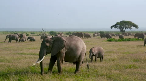 HERD OF AFRICAN ELEPHANTS AMBOSELI KENYA AFRICA Stock Footage