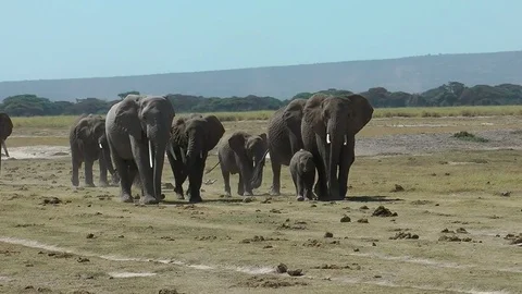 Herd of African elephants crossing a plain Video stock 76970465