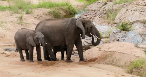 Herd of African Elephants Digging Holes in Sand to Drink Water in Kruger Park Stock Footage 340406402