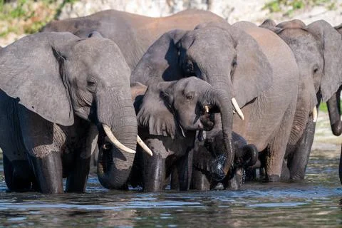 A herd of African Elephants drinking in the Chobe River in Chobe National Par Stock Photos
