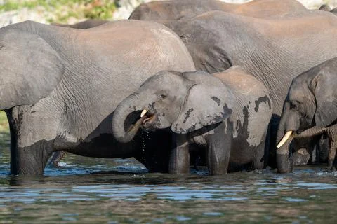A herd of African Elephants drinking in the Chobe River in Chobe National Par 库存照片