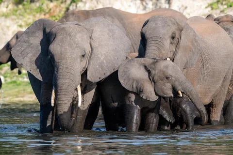 A herd of African Elephants drinking in the Chobe River in Chobe National Par Stock Photos