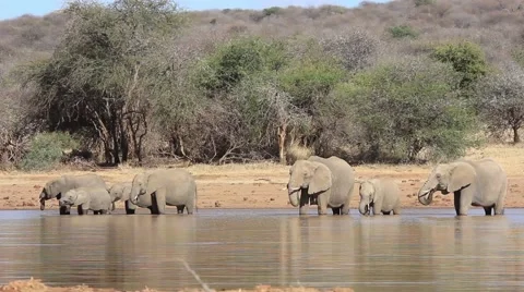 Herd of African Elephants drinking Stock Footage 56536394