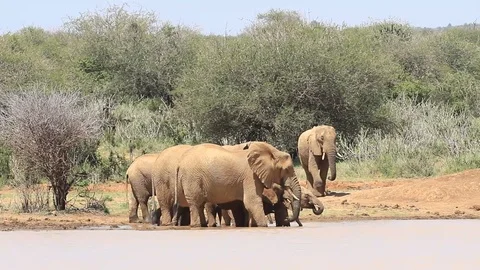 Herd of African Elephants drinking Stock Footage