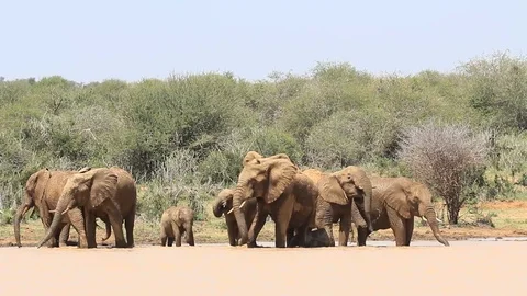 Herd of African Elephants drinking 스톡 동영상 80683240