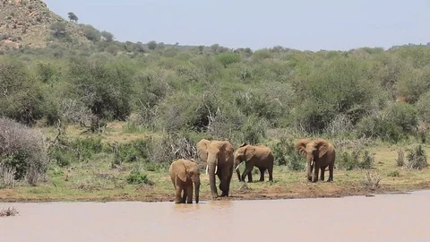 Herd of African Elephants drinking 스톡 동영상 81226627