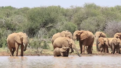 Herd of African Elephants drinking Vidéo 81342548