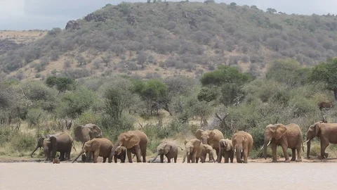 Herd of African Elephants drinking Stockbeeldmateriaal 96065344