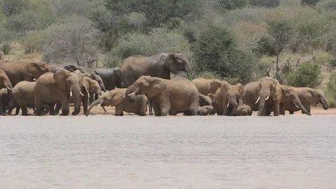 Herd of African Elephants drinking Stock Footage 96067613