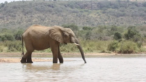 Herd of African Elephants drinking Stock Footage 96068361