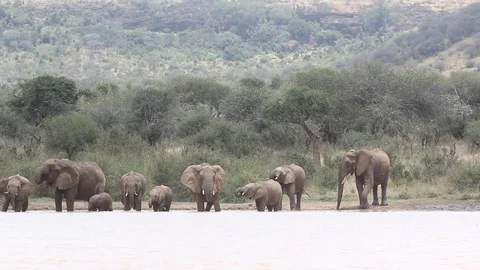 Herd of African Elephants drinking Video stock 96189880