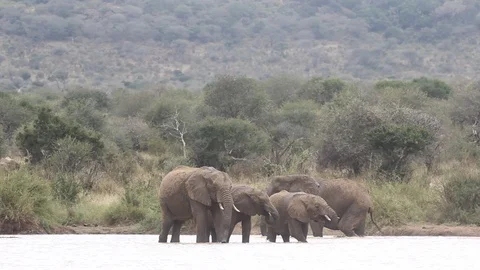 Herd of African Elephants drinking Vidéo 96192546