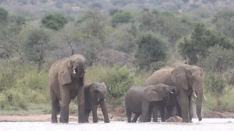 Herd of African Elephants drinking Stock-Footage 96192626