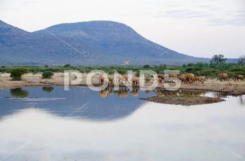 A herd of African elephants drinking at a muddy waterhole, South Africa natio Stock Photos