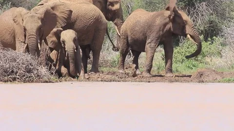 Herd of African Elephants Stock Footage 81226583
