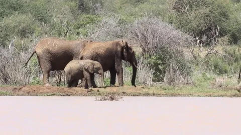 Herd of African Elephants Stock Footage 81226642