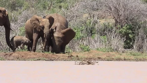 Herd of African Elephants Stock Footage 81226650