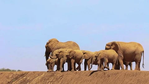 Herd of African Elephants Stock Footage 81342513