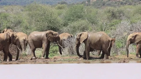 Herd of African Elephants Stock Footage 81342514