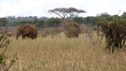 Herd of African Elephants Stock Footage 125422856