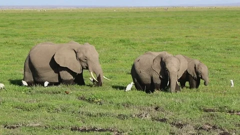 Herd of african elephants that graze in a marshy grassy valley Video stock 72380728