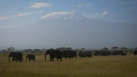 Herd Of African Elephants On Plain With Acacias Background Of Mount Kilimanjaro Stock Footage 106948106