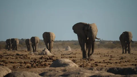 Herd of African elephants spread across landscape walk across drought Stock Footage 123266541