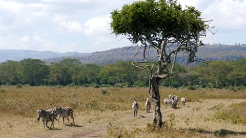 Herd of african plains zebra walking on a savannah trail Video stock 331281864