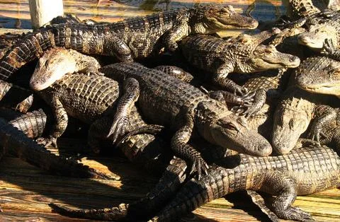 Herd of Alligators Stock Photos