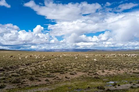 Herd of alpacas and llamas grazing in the highlands of Peru Stock Photos