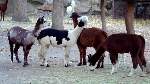 Herd of alpacas eat dry grass on farm Stock Footage 295698181