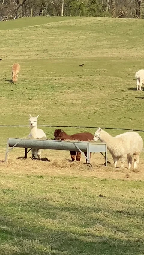 A Herd Of Alpacas In A Field Stock Footage 170900818