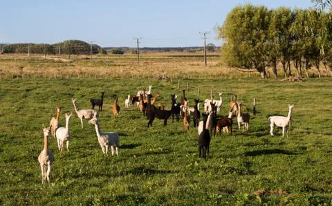 Herd of alpacas Foto stock