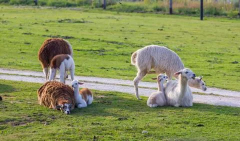 Herd of alpacas Stock Photos