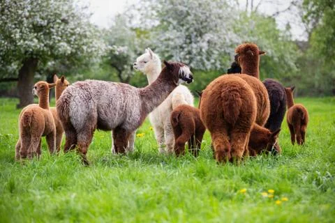 A herd of Alpacas Stock Photos