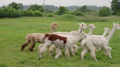 Herd of alpacas running Video stock 245437192