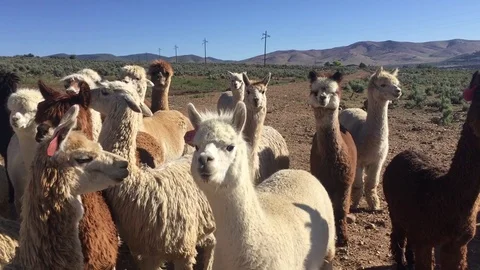 Herd of alpacas stand in a group HD Stock-Footage 95951276
