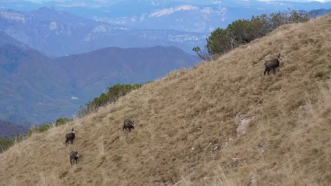 Herd of Alpine chamois climbing in Lessini mountain in Veneto Stock Footage 243245306