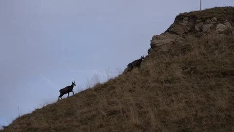 Herd of Alpine chamois climbing in Lessini mountain in Veneto Stock Footage 243245794